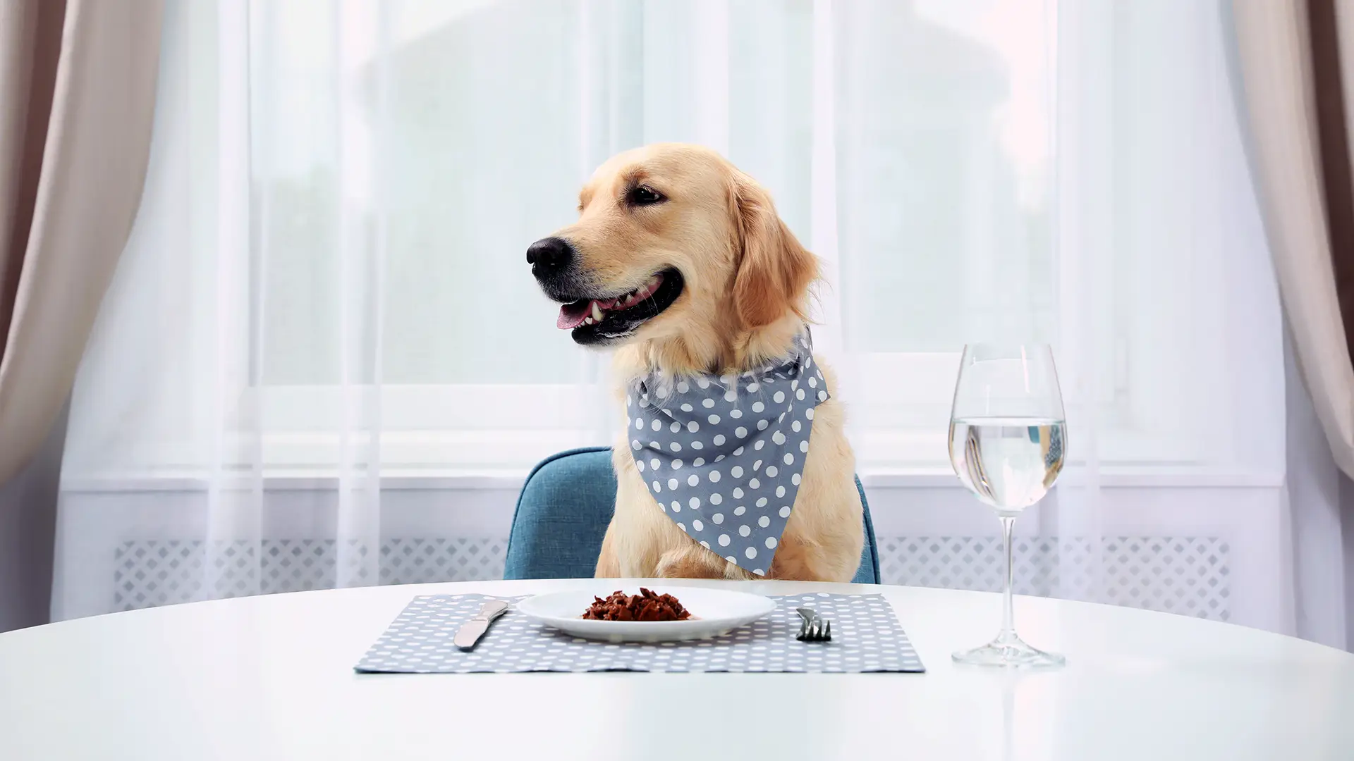 Integratori della dieta di Cane e Gatto | Encanto Nutraceutical pet food supplements dog and cat diet
