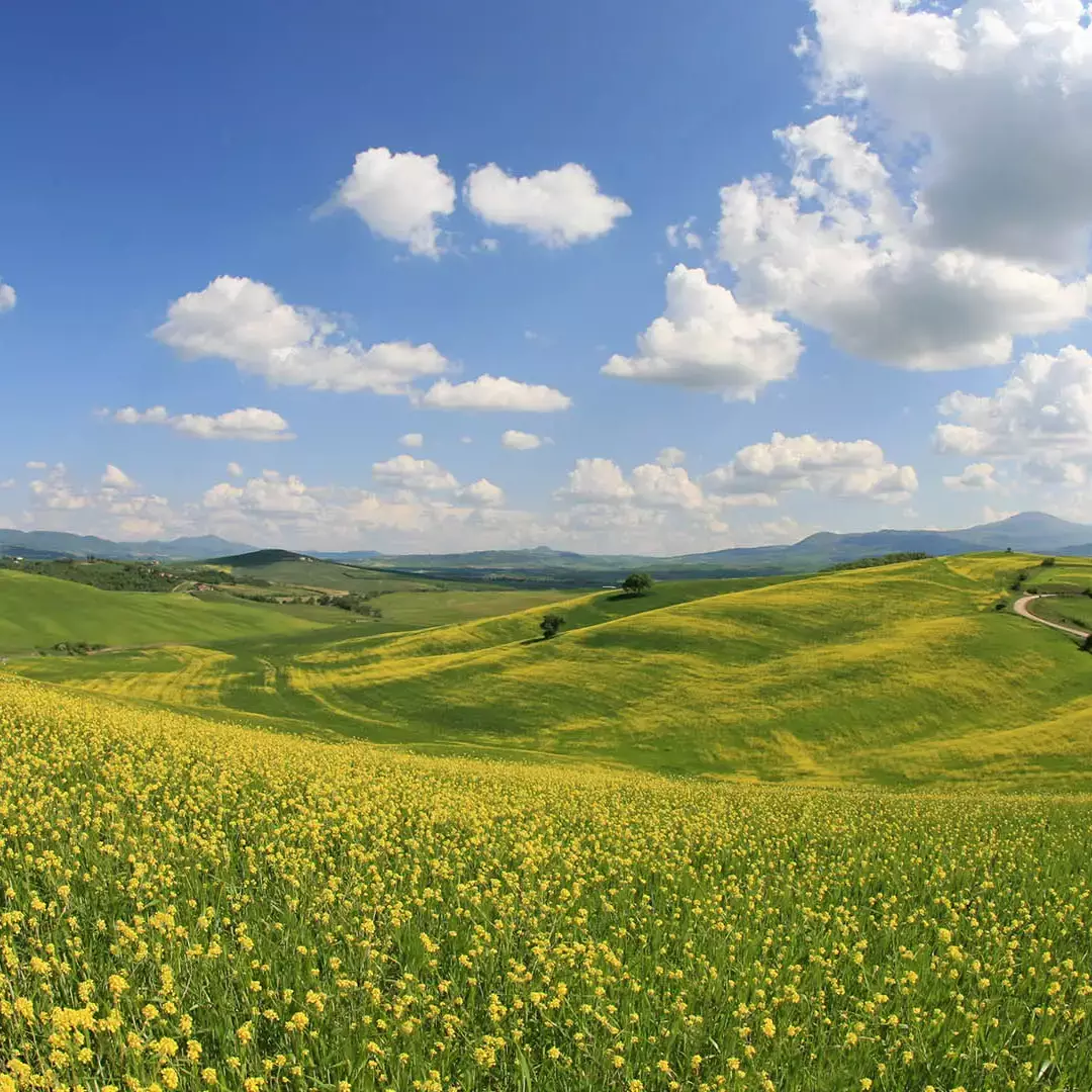 Canola fields in bloom in Val d'Orcia - the low erucic acid Brassica napus among the most relevant oilseed crops for nutraceuticals. | Encanto Nutraceutical Cultivation of canola (Brassica napus) in Val d'Orcia, Tuscany